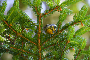 Blackburnian Warbler sits in an evergreen tree in Acadia National Park