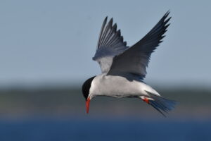 An Arctic Tern Looks for Food