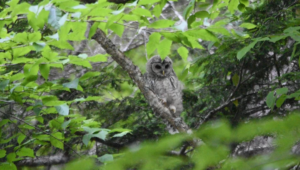 Barred Owl 