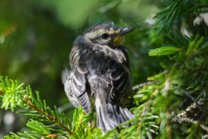 This Fledgling Blackburnian Warbler is waiting for food from its mother. 