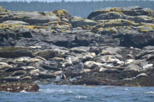 Harbor Seals basking in the sun around Acadia National Park