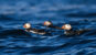 Puffins Float in Acadia National Park