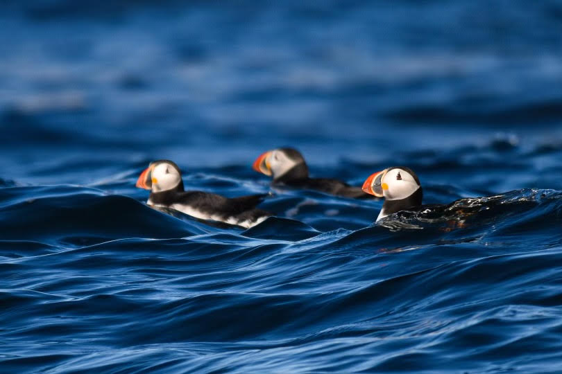 Puffins Float in Acadia National Park