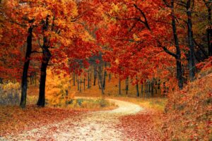 Fall vista, autumn camping