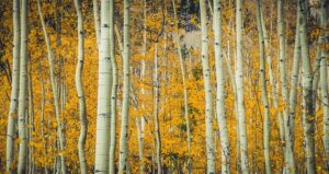 aspen trees 