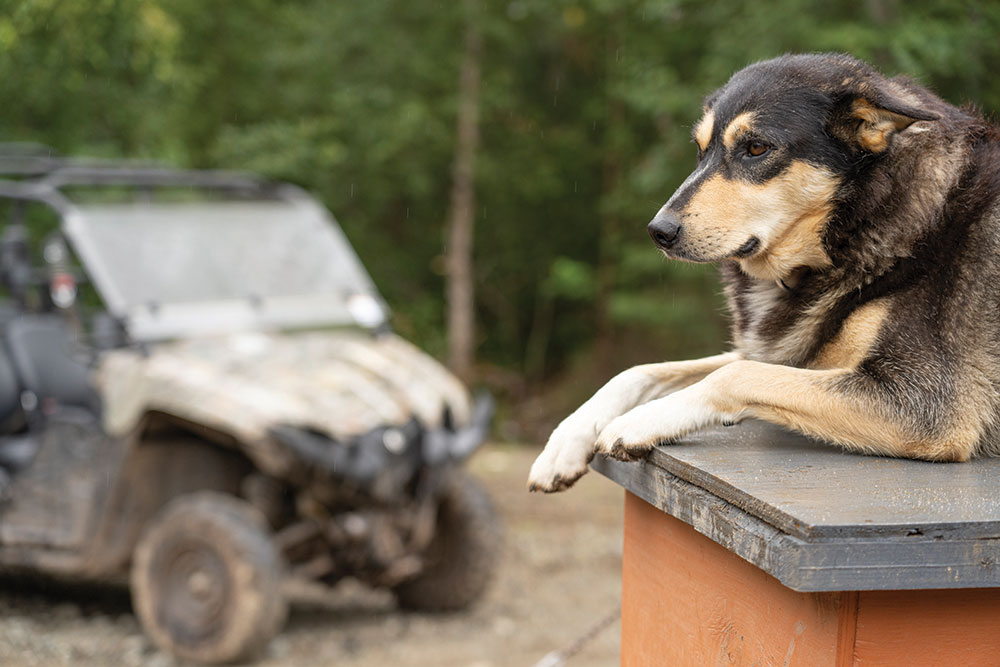 Dog with a vehicle in the background