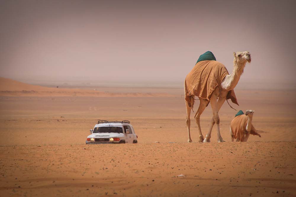 Camels in the desert during the Rally Jameel