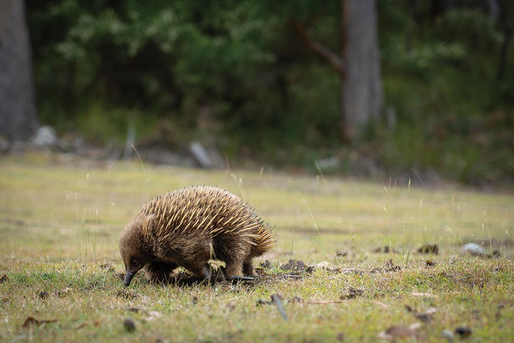 An Echidna sniffing the ground