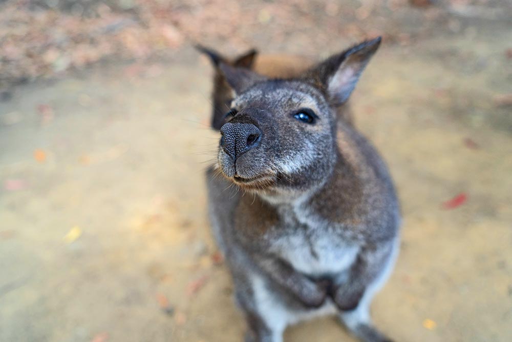 Kangaroo in Tasmania