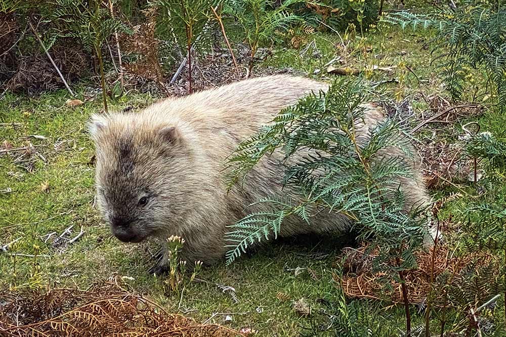 A Wombat in Tasmania 