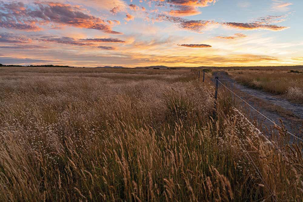 sunset by a field 