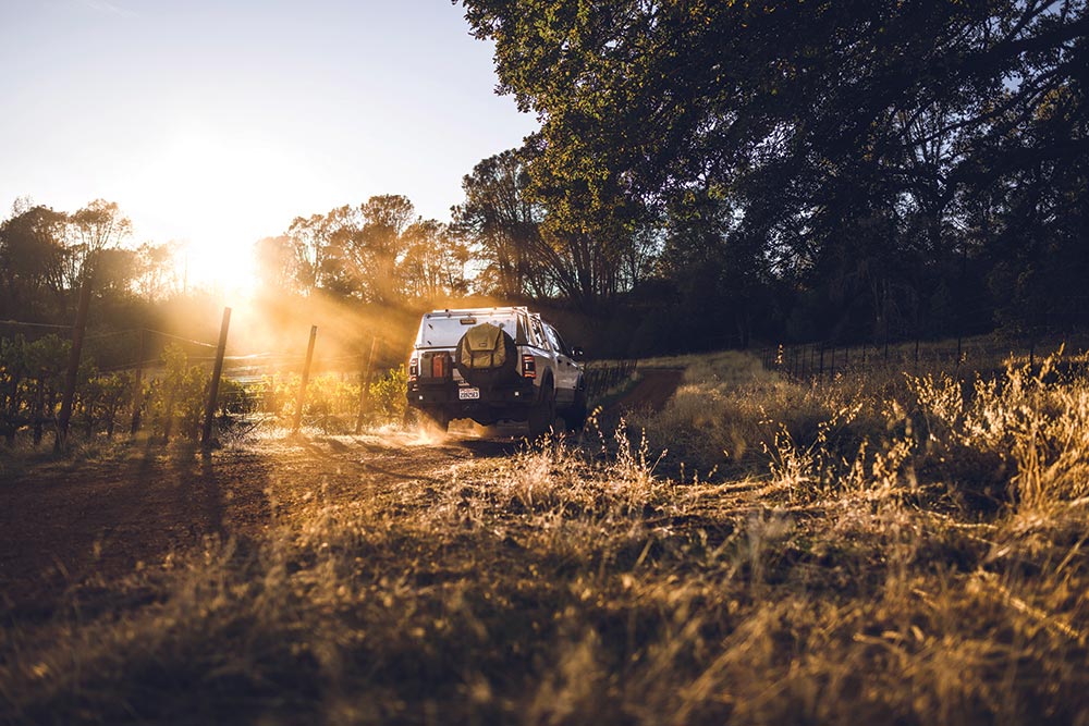 Car driving beside an orchard in the sunlight