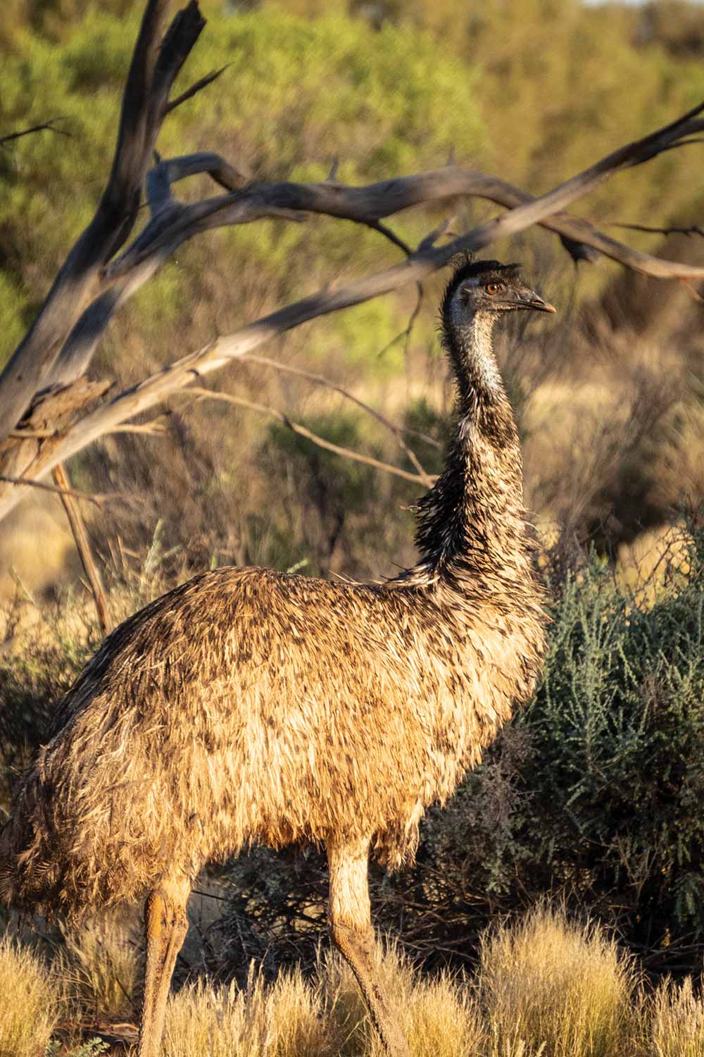 Emu in Australian Wilderness 
