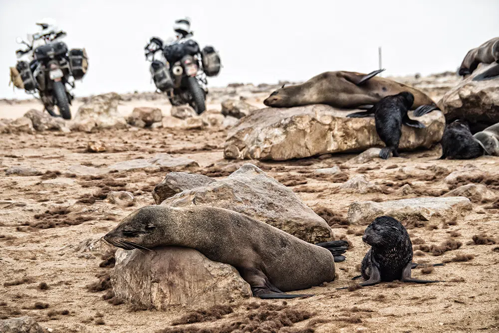 Seal pups and their mothers from a seal colony