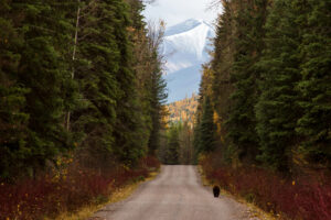 A Bear on the Road at Glacier National Park