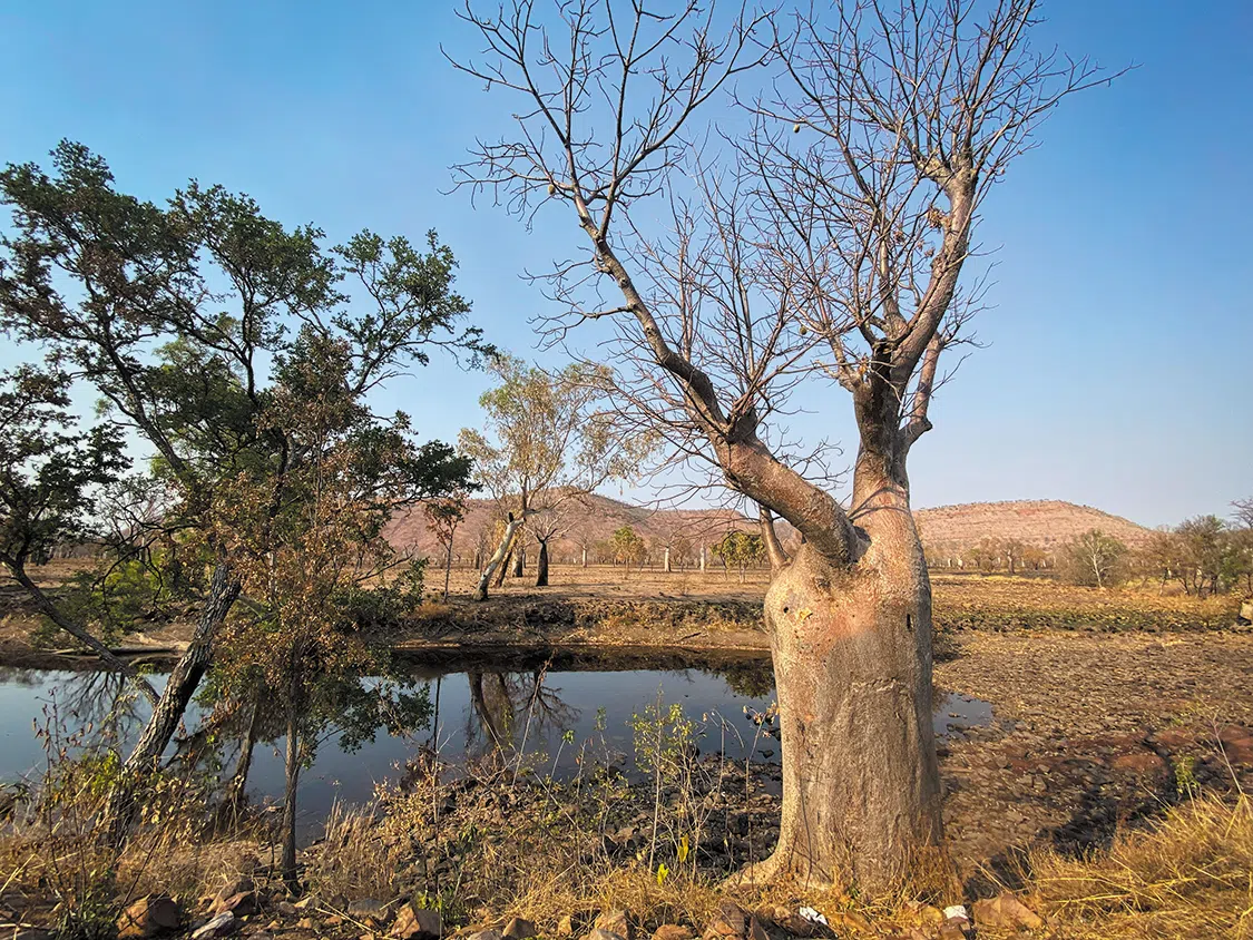 Boab trees