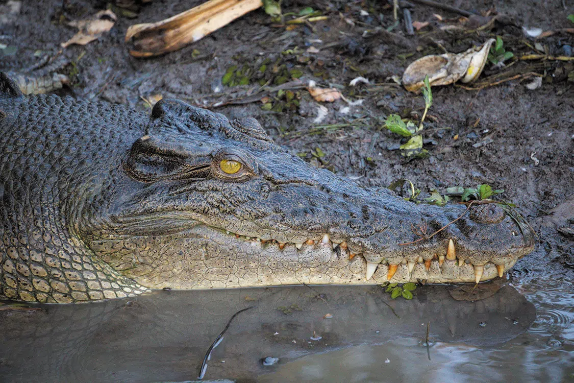 Crocodiles in water