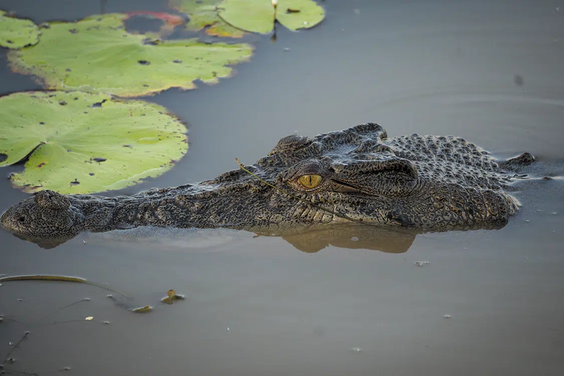 Murky water is the perfect place for a stealthy crocodiles
