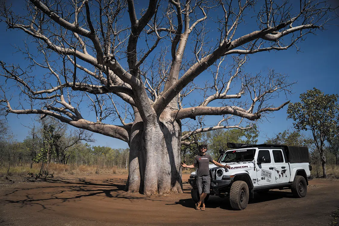 Giant Boab trees grow across the northwest of Australia