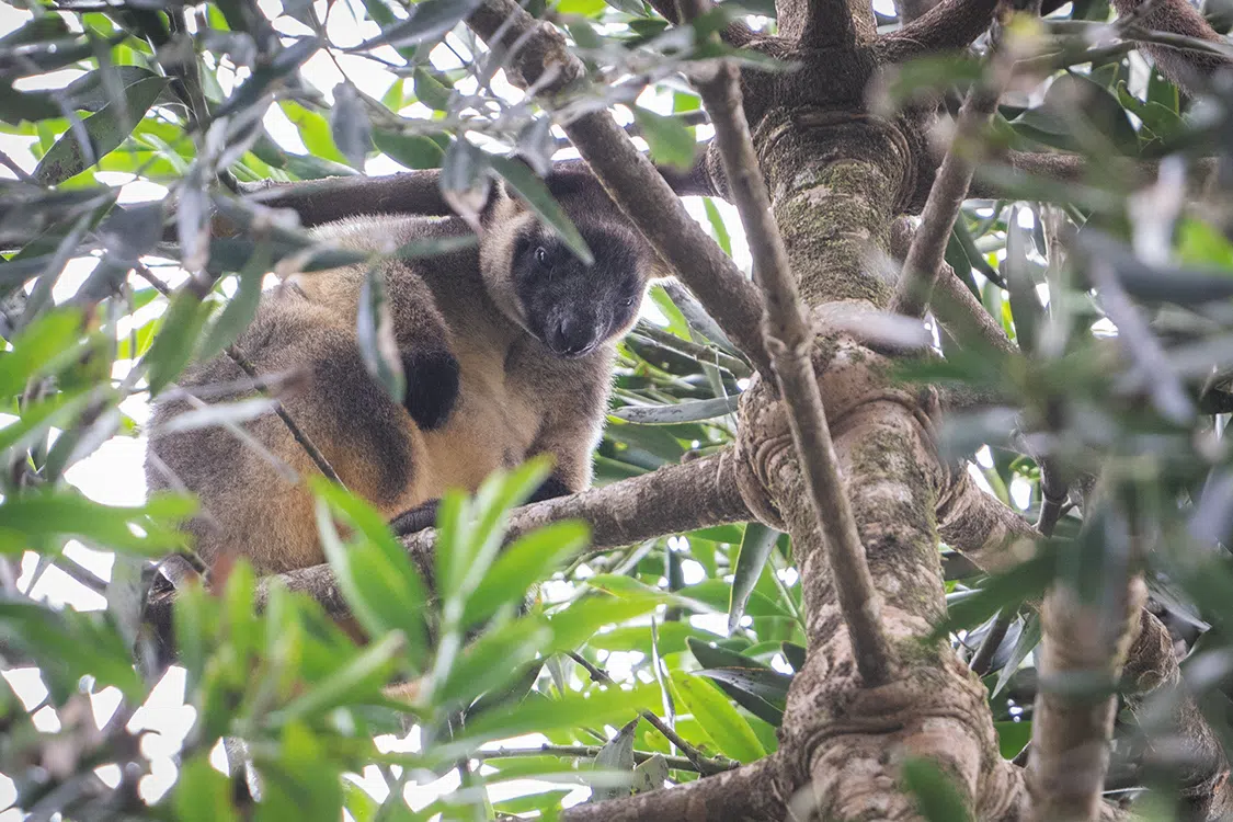 Tree kangaroo