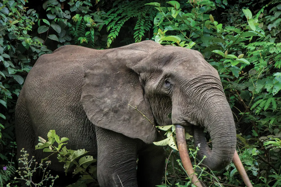elephants on the beach Gabon