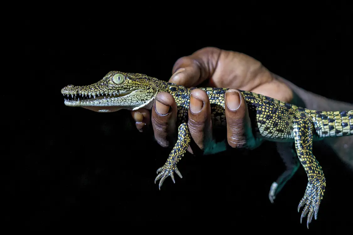 crying baby crocodile