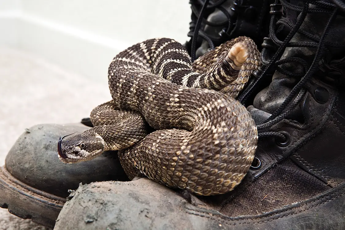Watching Out for Venomous Snakes on the Trail