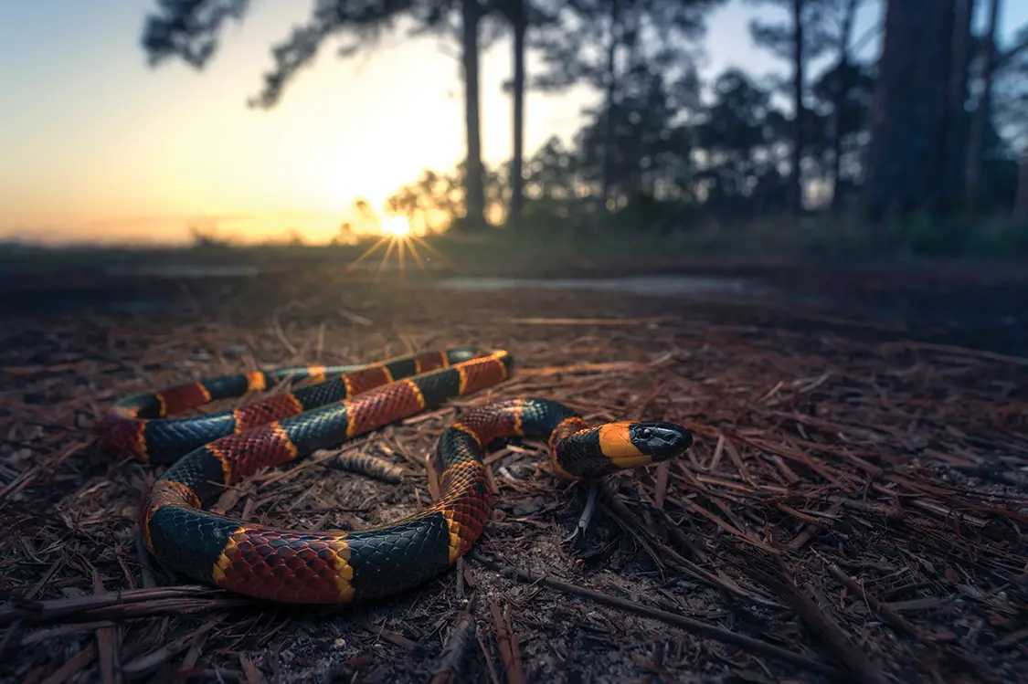 Watching Out for Venomous Snakes on the Trail