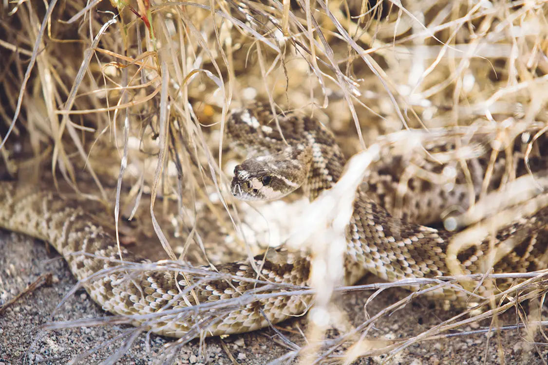 Watching Out for Venomous Snakes on the Trail